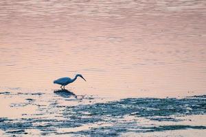 vendicari soluzione salina uccello Riserva a tramonto foto