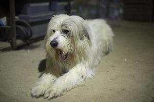 cane è in attesa per proprietario. cane è a opera. foto