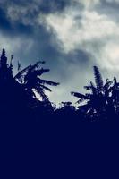 palme alberi con tempestoso tempo metereologico sfondo foto