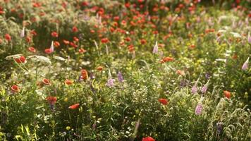 bellissimo soleggiato giorno nel campagna foto