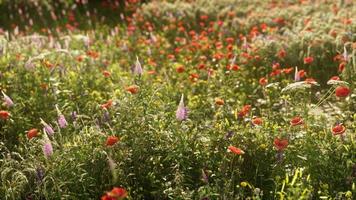 multicolore fioritura estate prato con rosso rosa papavero fiori foto