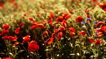 multicolore fioritura estate prato con rosso rosa papavero fiori foto