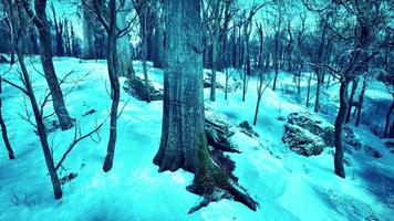 foresta nel inverno tempo a tramonto foto