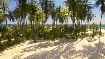 tropicale spiaggia con Noce di cocco palma albero foto