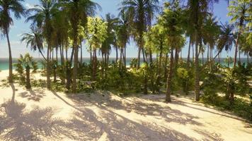 miami Sud spiaggia parco con palme foto