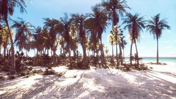 tropicale spiaggia con Noce di cocco palma albero foto