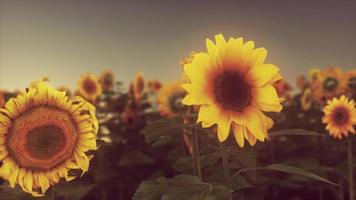 campo con giallo girasoli a tramonto nel estate. foto