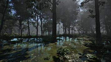 mistico nebbioso palude con alberi foto