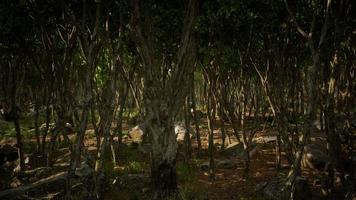 bellissimo estate foresta con diverso alberi foto