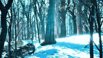 inverno paesaggio nel un' pino foresta il sole brilla attraverso il alberi foto