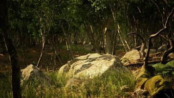 massi nel verde erba coperto di vegetazione con verde muschio foto