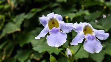 foto di Bengala tromba fiore, crescere lungo radice e avere baccelli per seme, molto Bellissima.