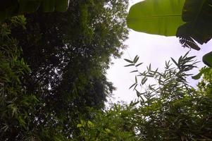 silhouette di denso bambù le foglie foto
