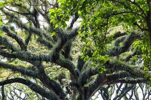 panorama di il protetta foresta di de djawatan benculuk banyuwangi, Indonesia foto