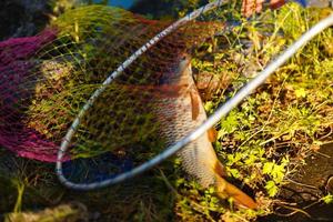 un' mano netto per scavare pesce nel acqua. foto