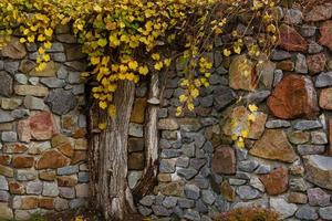 giallo albero nel autunno foto