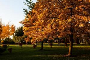 autunno paesaggio nel il parco foto