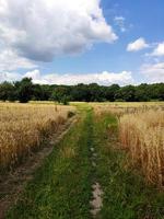 bellissimo estate paesaggio. raccolta all'aperto. Grano campo nel il campagna. un' strada nel il mezzo di un' campo e foresta. foto