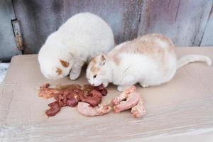 senza casa Affamato strada gatti vivente nel rovinato bassifondi e mangiare carne portato per loro di il inquilini di il Casa. il concetto di porzione senza casa animali. foto