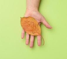 femmina mano Tenere un' giallo ciliegia foglia su un' verde sfondo foto