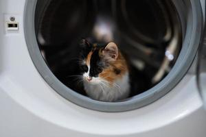 gattino gatto nel il lavaggio macchina. foto