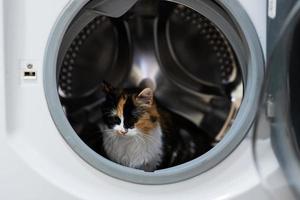 gattino gatto nel il lavaggio macchina. foto