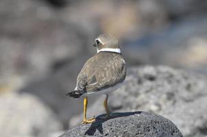 uccello acquatico adulto piviere keniota foto