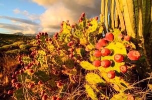 Visualizza di cactus pianta foto