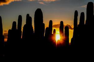 paesaggio Visualizza di cactus foto