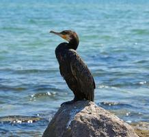 adulto nero cormorano si siede su un' pietra su il nero mare costa, Ucraina foto