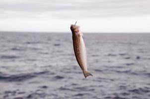 pesce catturato su il gancio foto