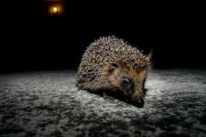 carino riccio avvicinamento foto