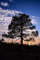 vista di un albero foto