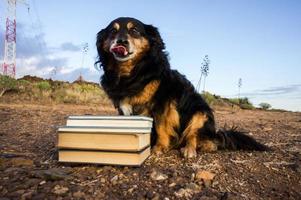 carino cane con libri foto