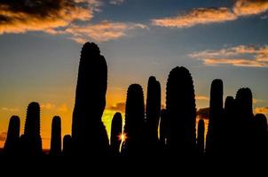 deserto Visualizza con cactus foto