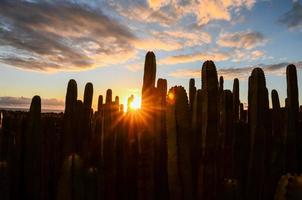 deserto Visualizza con cactus foto