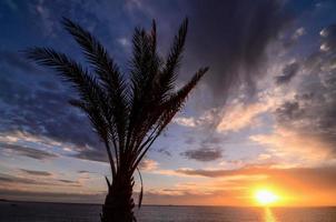 vista delle palme foto