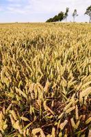 primo piano campo di grano foto