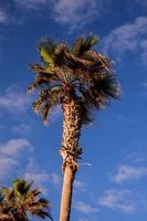 Visualizza di palma albero foto