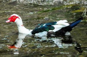 selvaggio anatra su il acqua foto