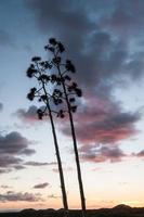 Visualizza di alberi foto