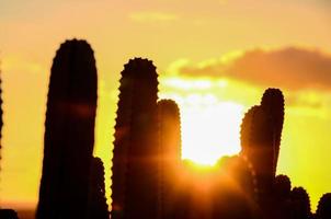 deserto Visualizza con cactus foto
