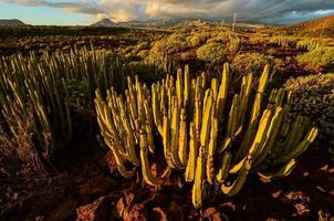 deserto Visualizza con cactus foto