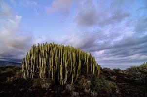 paesaggio con cactus Visualizza foto