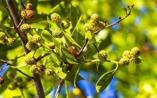 verde caraibico impianti palma alberi fiori alberi su costa Messico. foto