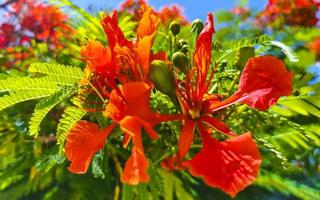 bellissimo albero di fiamma tropicale fiori rossi sgargianti delonix regia messico. foto