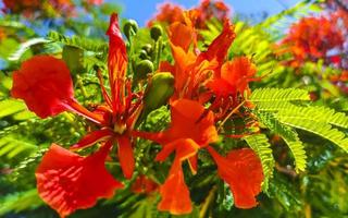 bellissimo albero di fiamma tropicale fiori rossi sgargianti delonix regia messico. foto