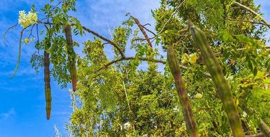 semi di moringa albero su verde albero con blu cielo Messico. foto