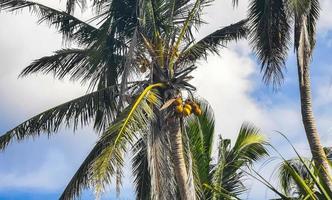 tropicale naturale palma albero noci di cocco blu cielo nel Messico. foto