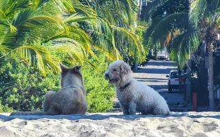 cani rilassare giocare nel sabbia su spiaggia con palme Messico. foto